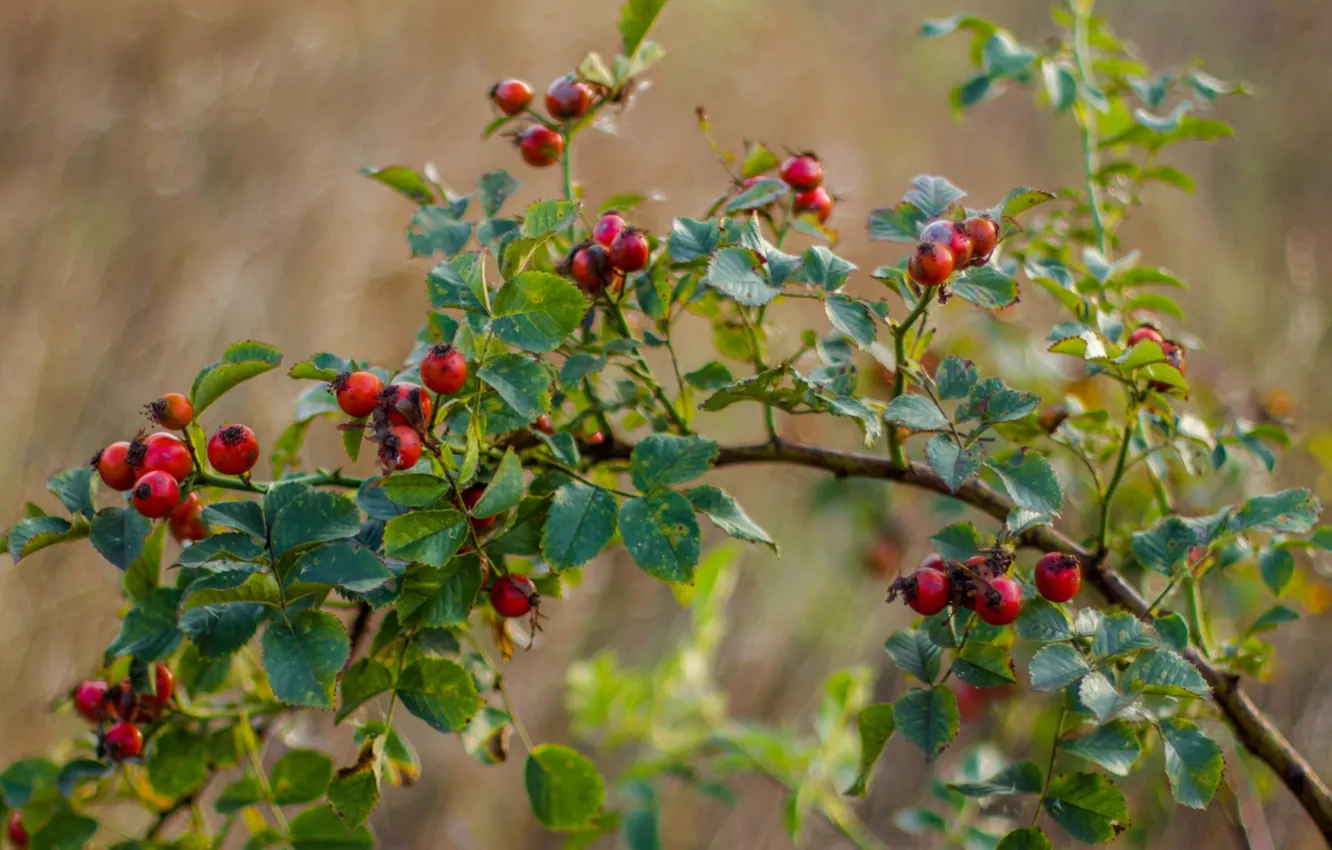 Photo wallpaper berries, branch, briar