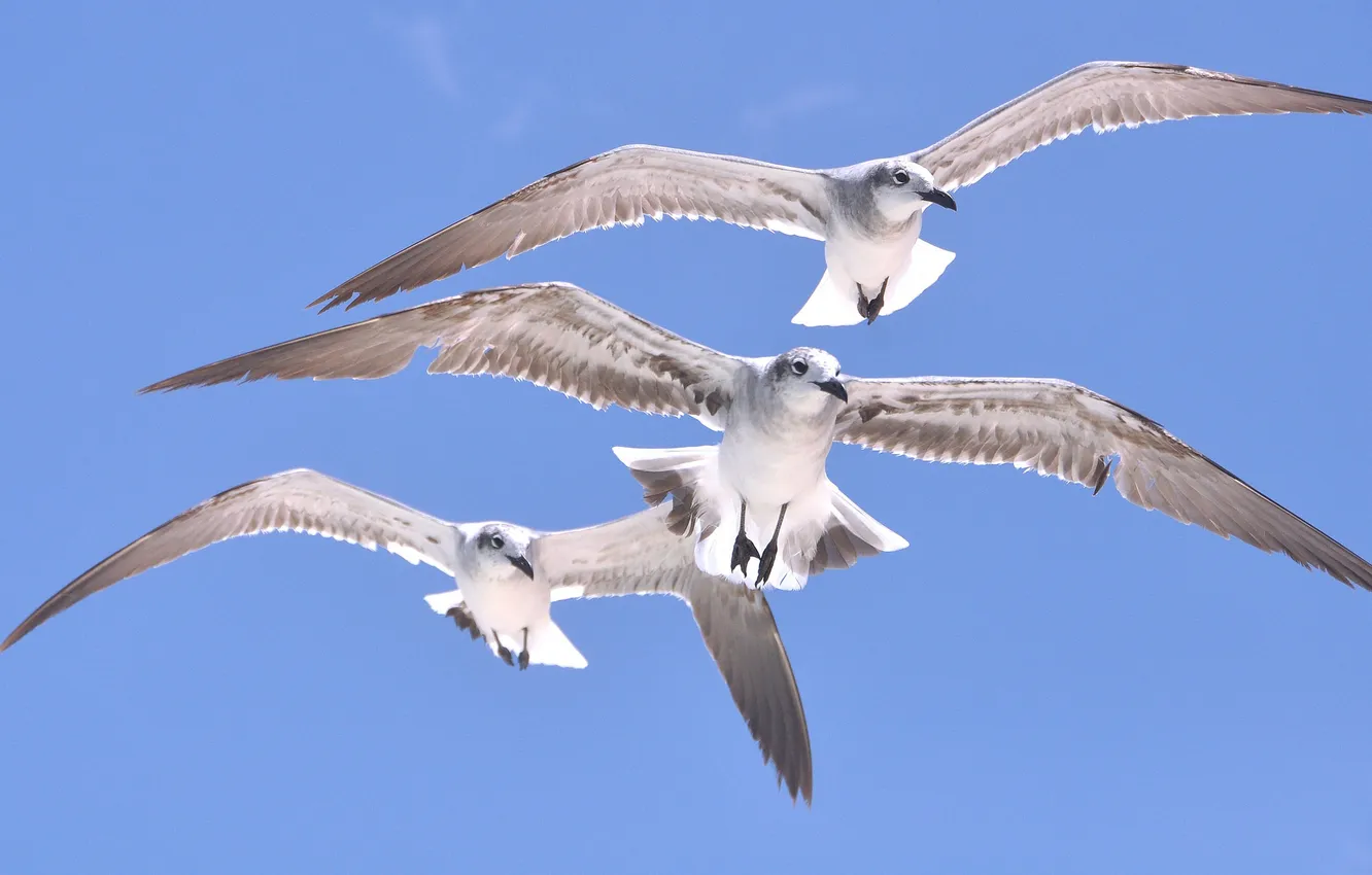 Photo wallpaper flight, bird, seagulls, wings