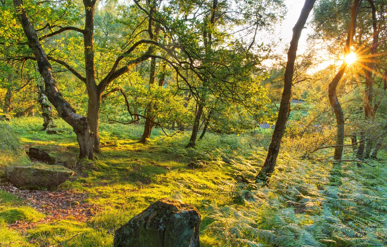 Photo wallpaper greens, forest, grass, trees, Park, stones, UK, fern