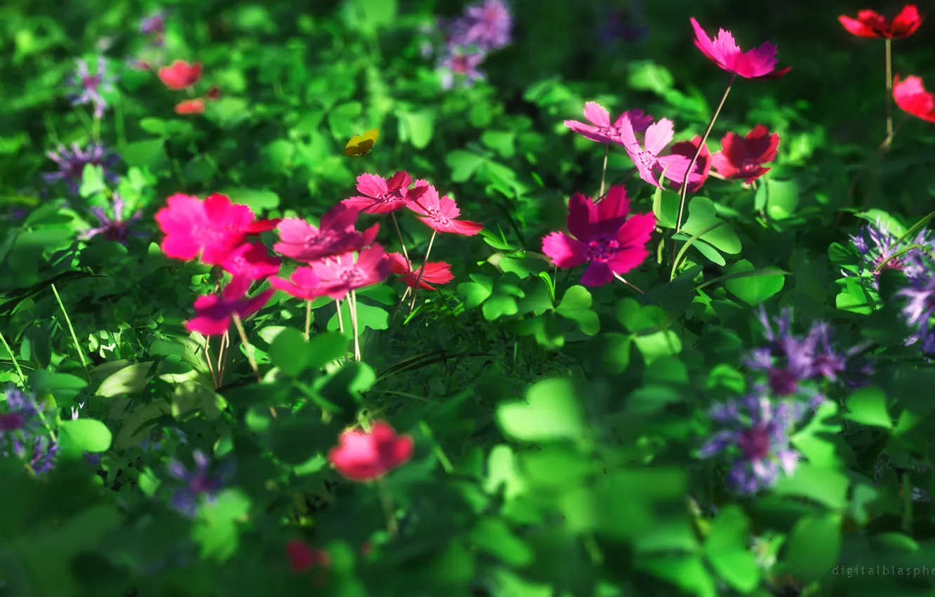 Photo wallpaper grass, flowers, earth, spring, insect