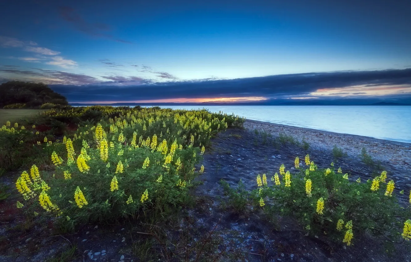Photo wallpaper landscape, sunset, flowers, river