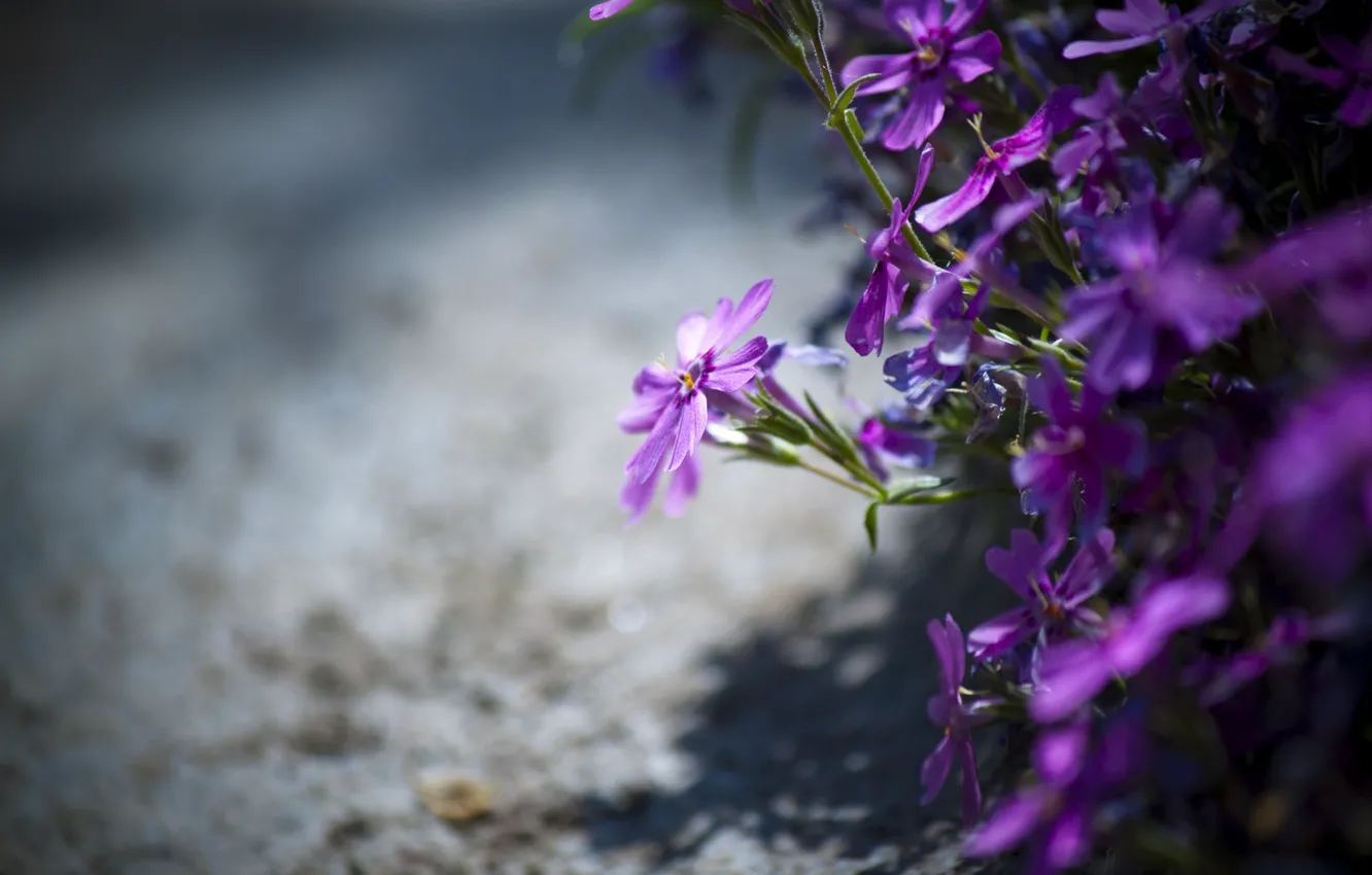 Photo wallpaper purple, flowers, nature, beauty, flower, nature, beauty, purple