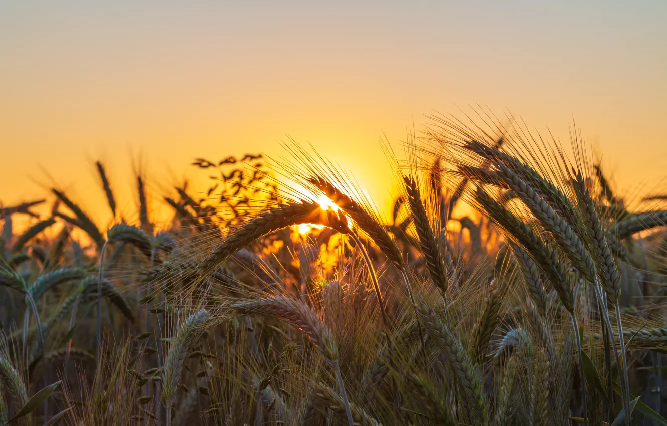 Photo wallpaper field, the sky, the sun, sunset, rye, ears, cereals, rye field