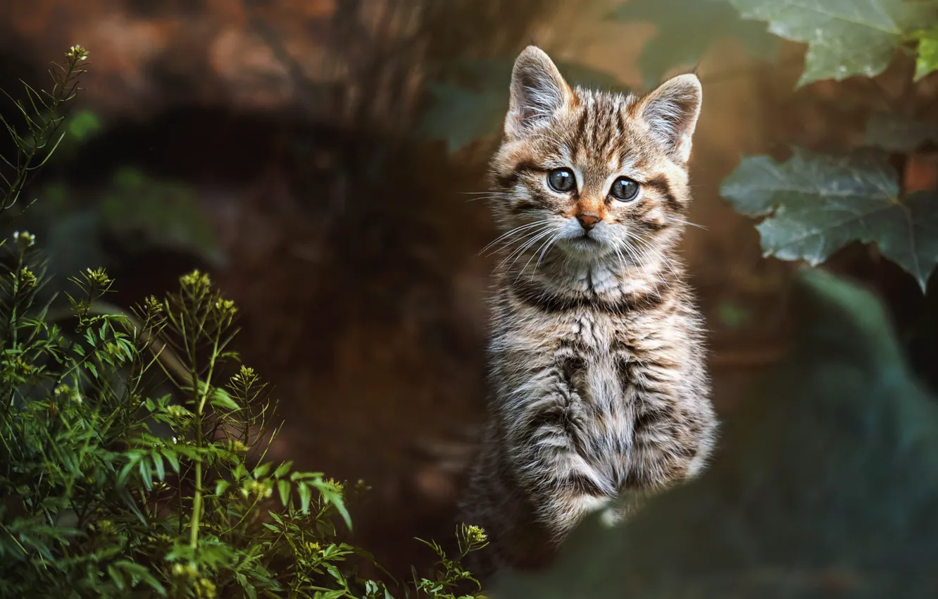 Photo wallpaper cat, cat, look, leaves, nature, plant, kitty, face