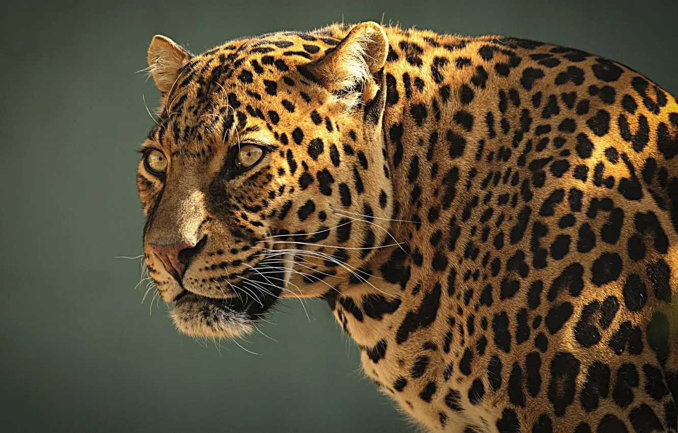Photo wallpaper animals, nature, big cats, leopard (animal), .leopard