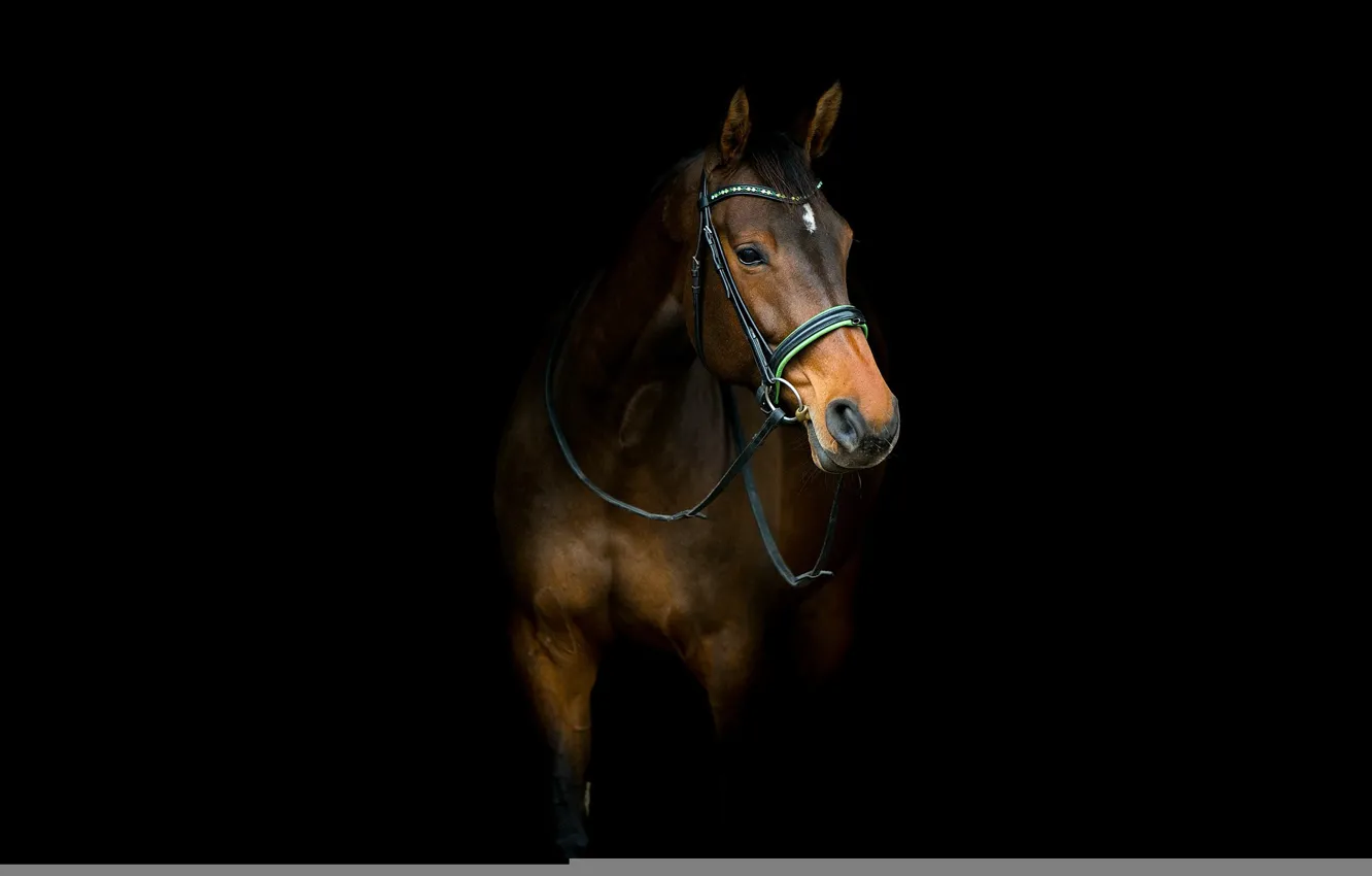 Photo wallpaper background, horse, horse