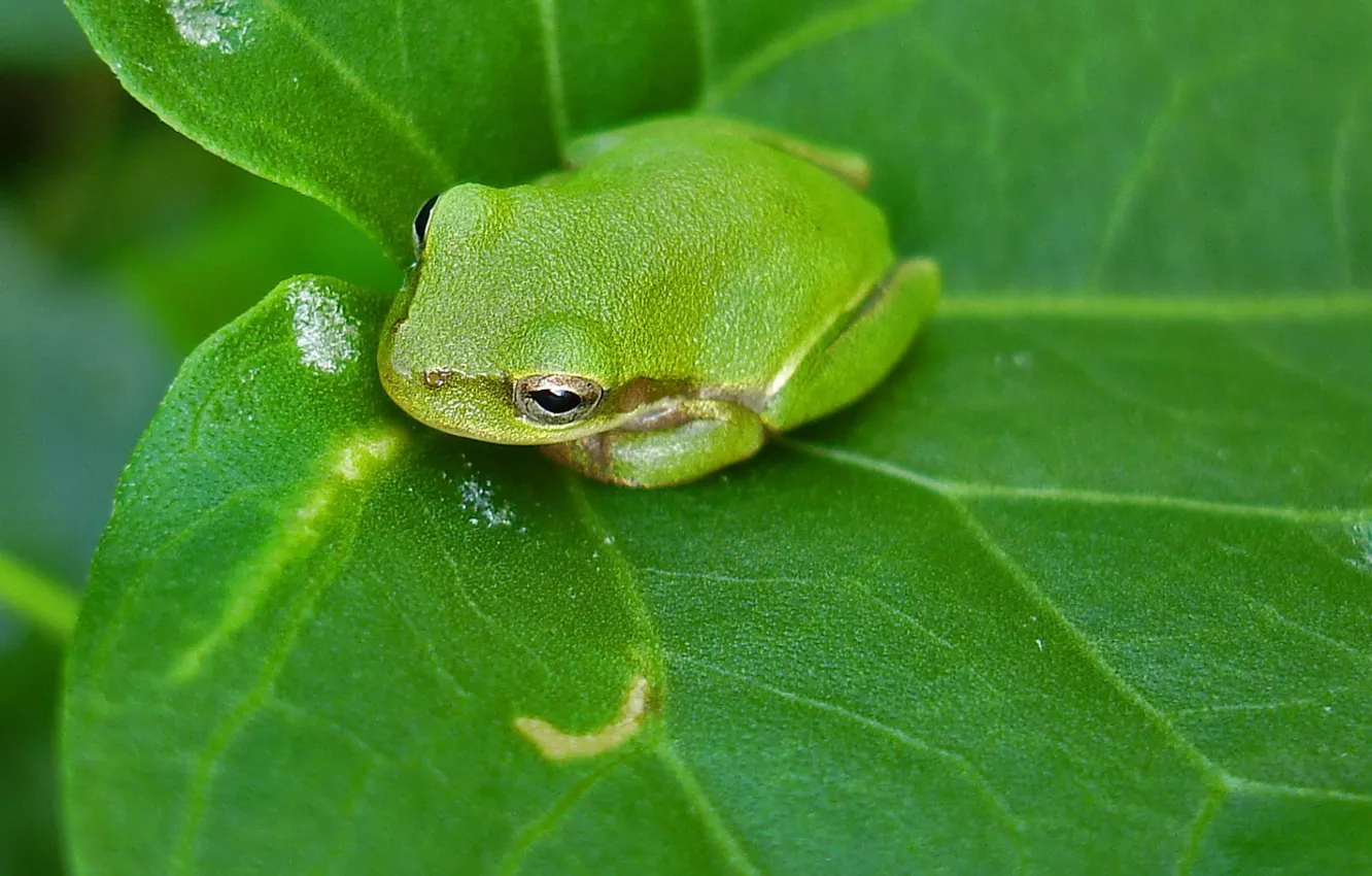 Photo wallpaper greens, sheet, Frog