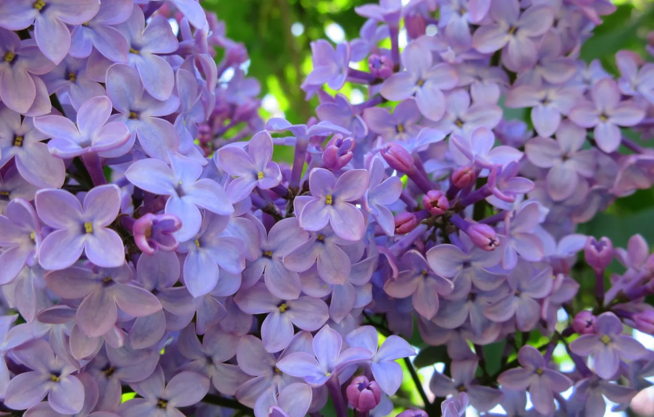 Photo wallpaper flowers, lilac, spring 2018, Mamala ©