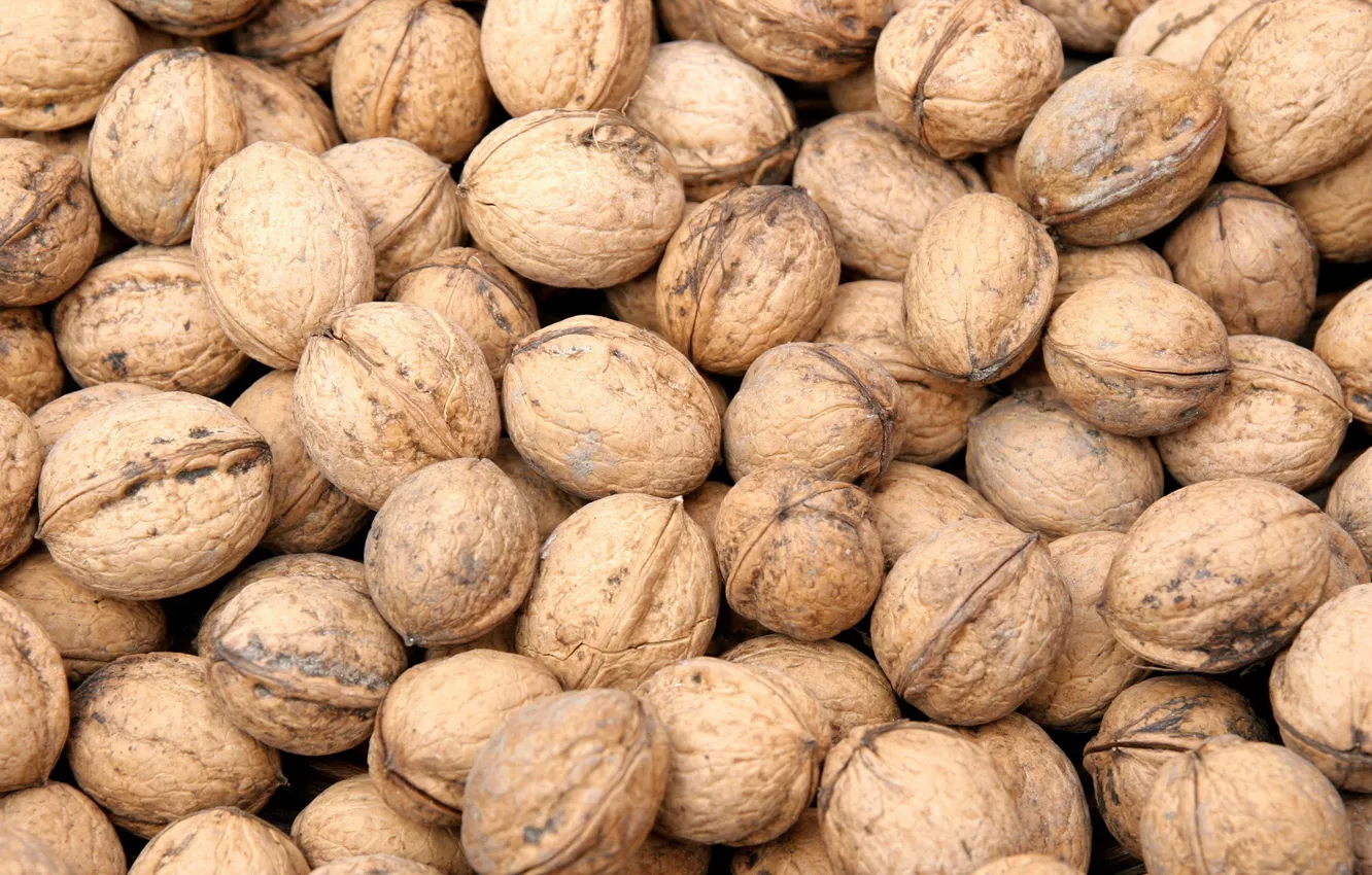 Photo wallpaper food, nuts, shell, walnut