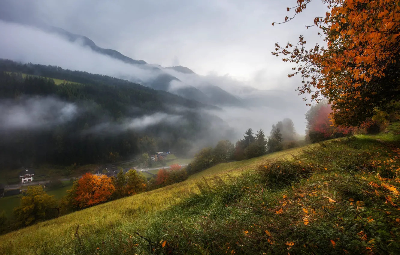 Photo wallpaper autumn, forest, grass, trees, mountains, fog, hills, slope