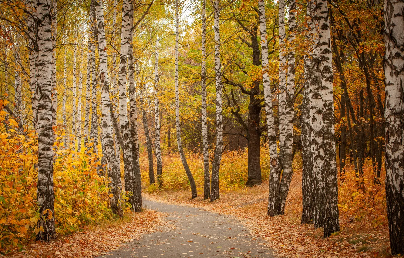 Photo wallpaper road, autumn, Park