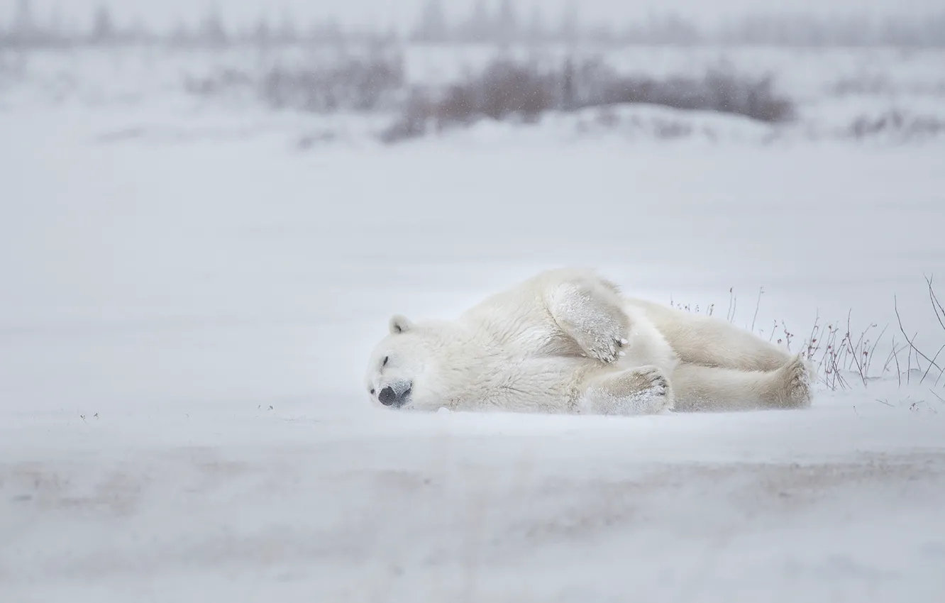 Photo wallpaper winter, snow, sleep, sleeping, polar bear, polar bear