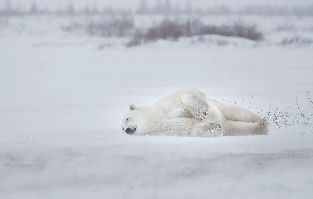 Photo wallpaper winter, snow, sleep, Polar bear, Polar bear, sleep