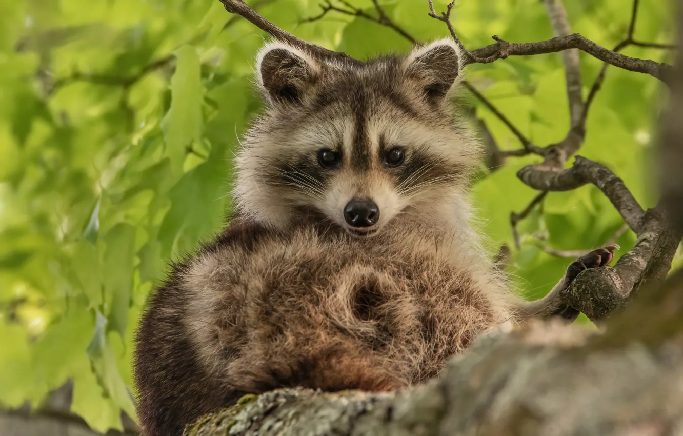 Photo wallpaper leaves, trees, branches, nature, animal, raccoon