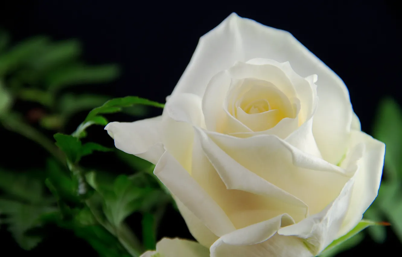 Photo wallpaper white, flowers, roses, buds