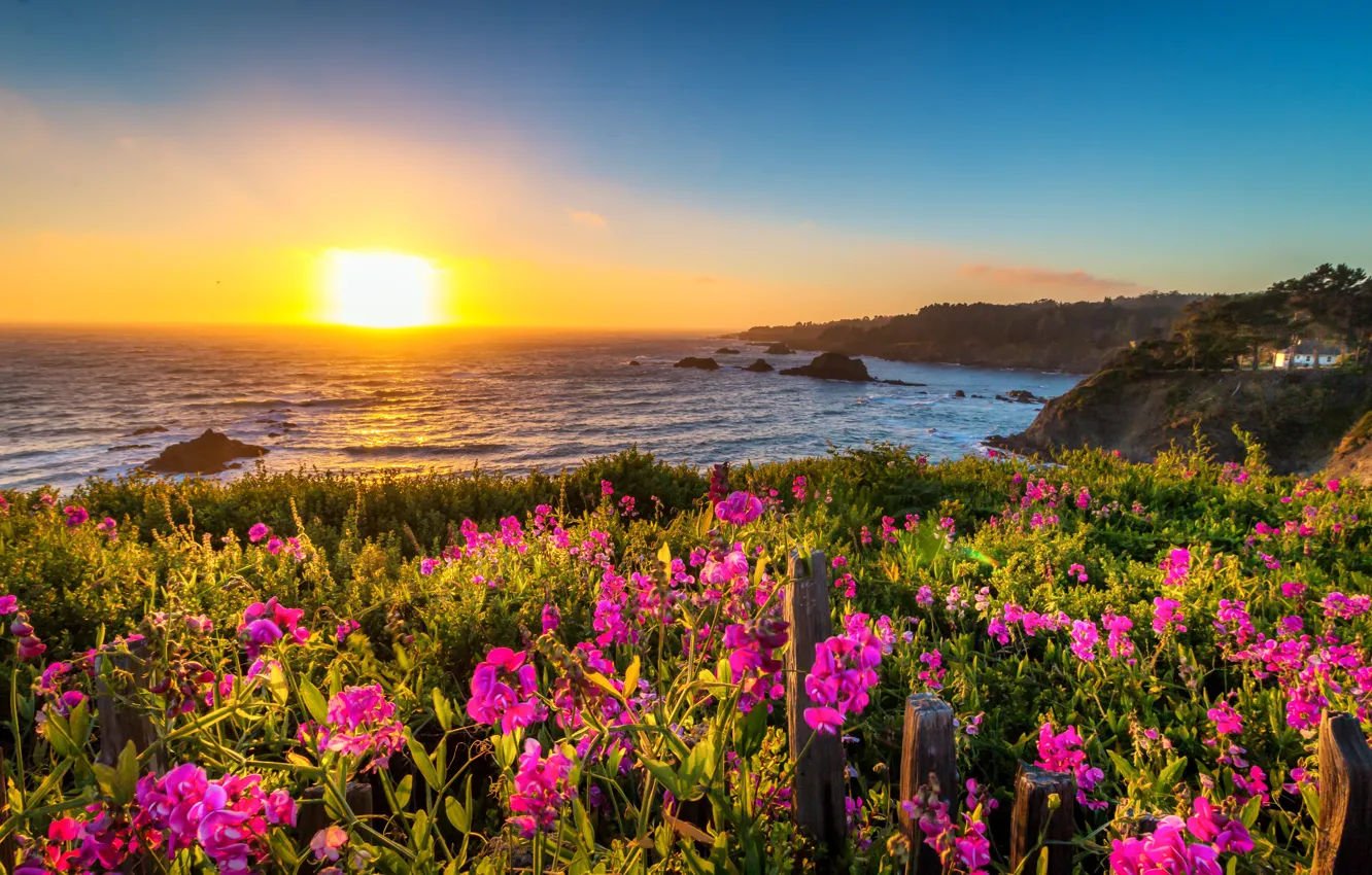 Photo wallpaper landscape, sunset, flowers, nature, the ocean, coast, CA, USA