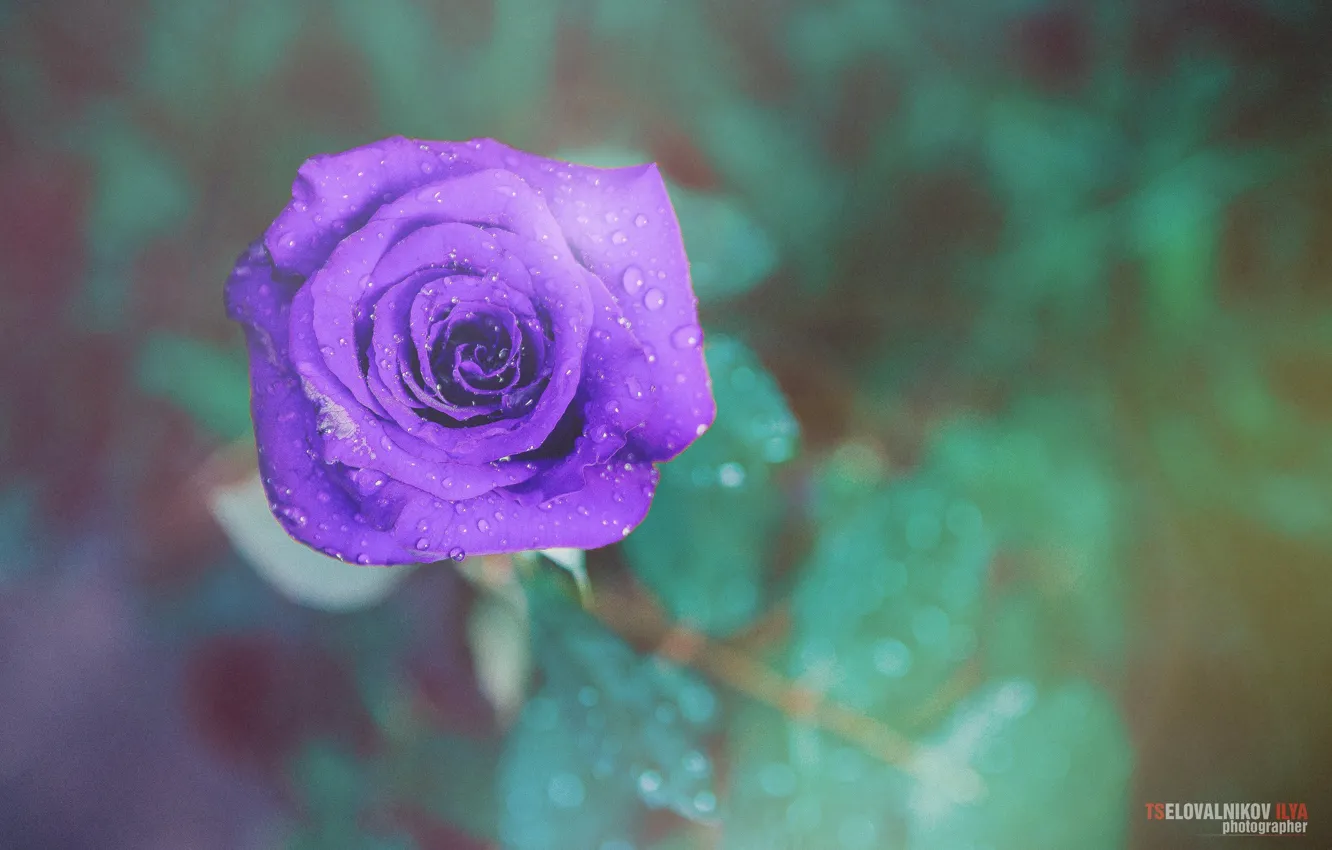 Photo wallpaper drops, flowers, roses, photographer, photography, photographer, Tselovalnikov Ilya