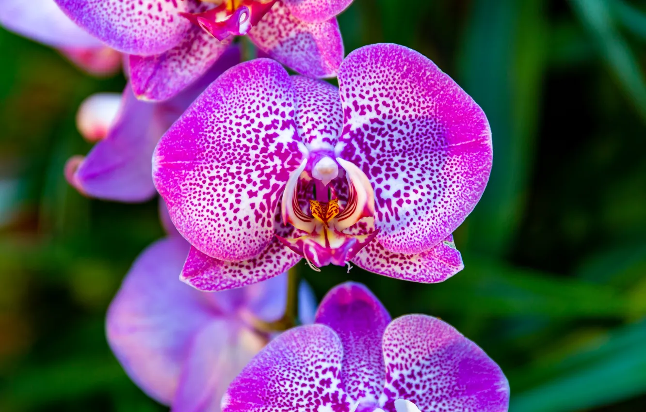 Photo wallpaper flowers, pink, trio, Orchid