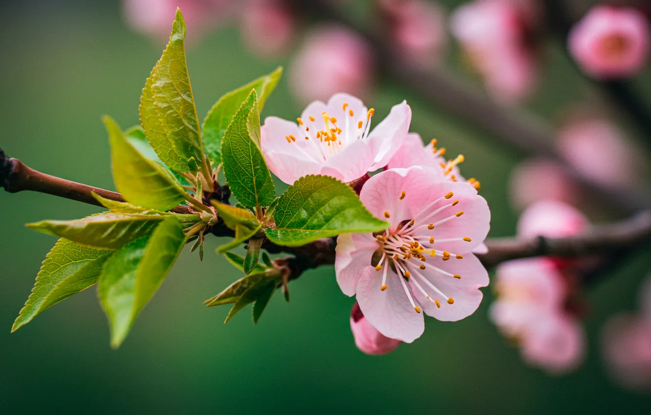 Photo wallpaper leaves, flowers, branches, Wallpaper, wallpaper, flowers, leaves, bokeh