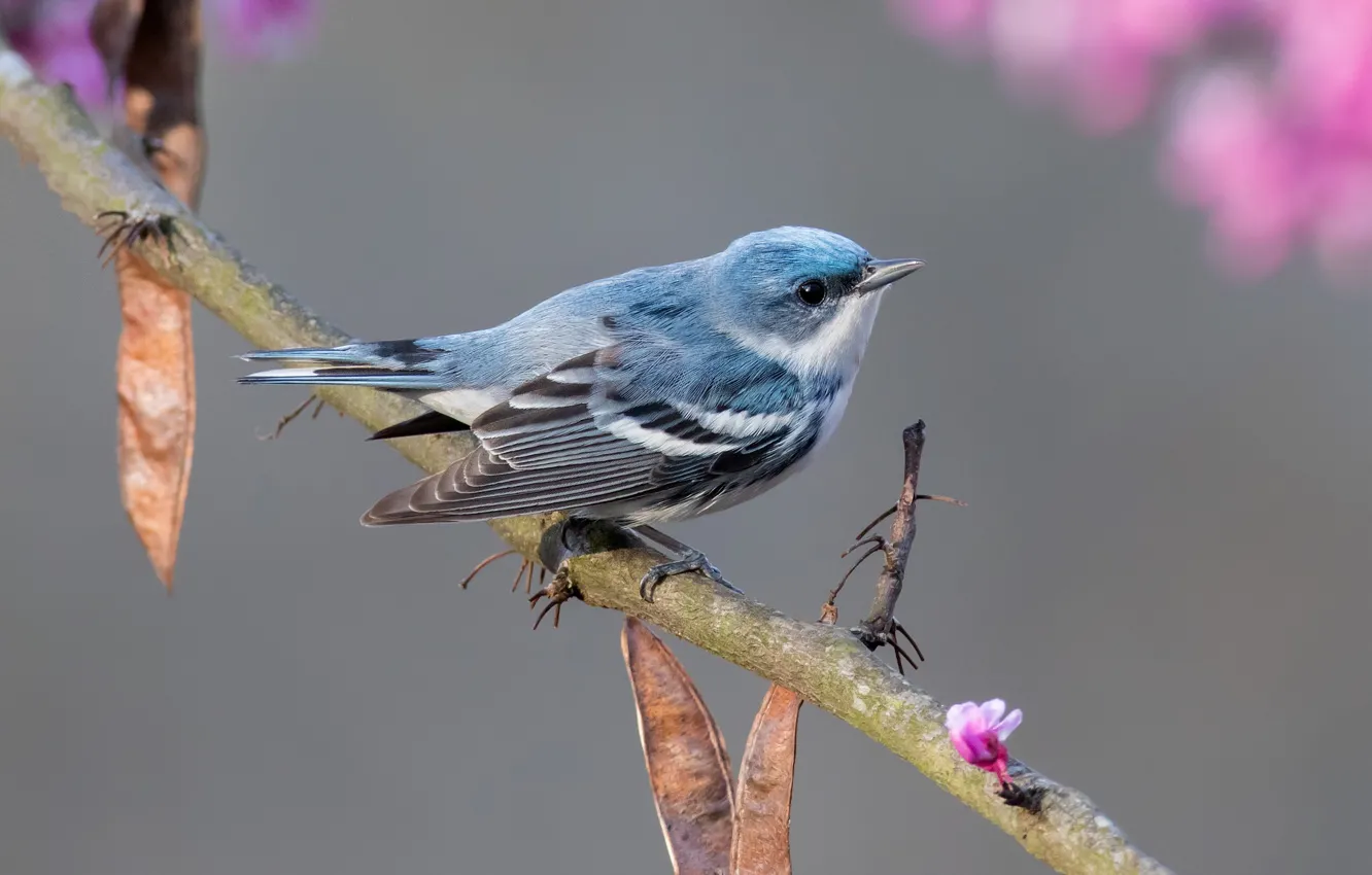 Photo wallpaper branches, bird, baby