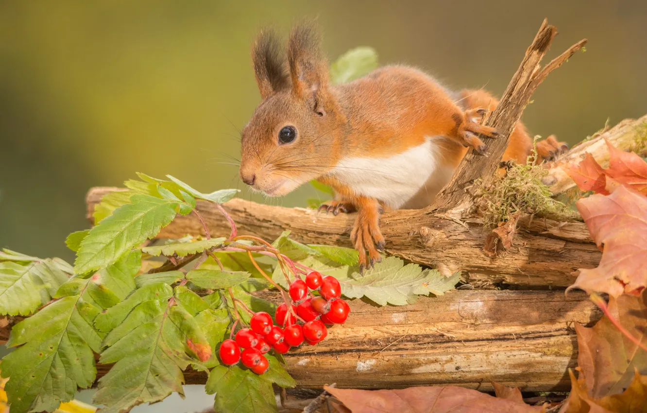 Photo wallpaper autumn, leaves, branches, berries, animal, protein, trunk, rodent
