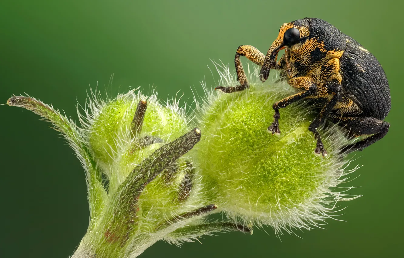Photo wallpaper macro, green, background, plant, beetle, insect, bug, weevil