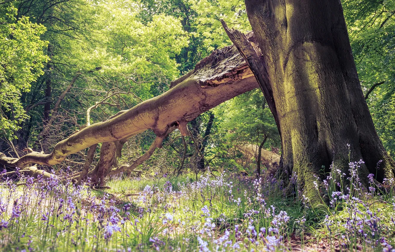 Photo wallpaper forest, trees, flowers