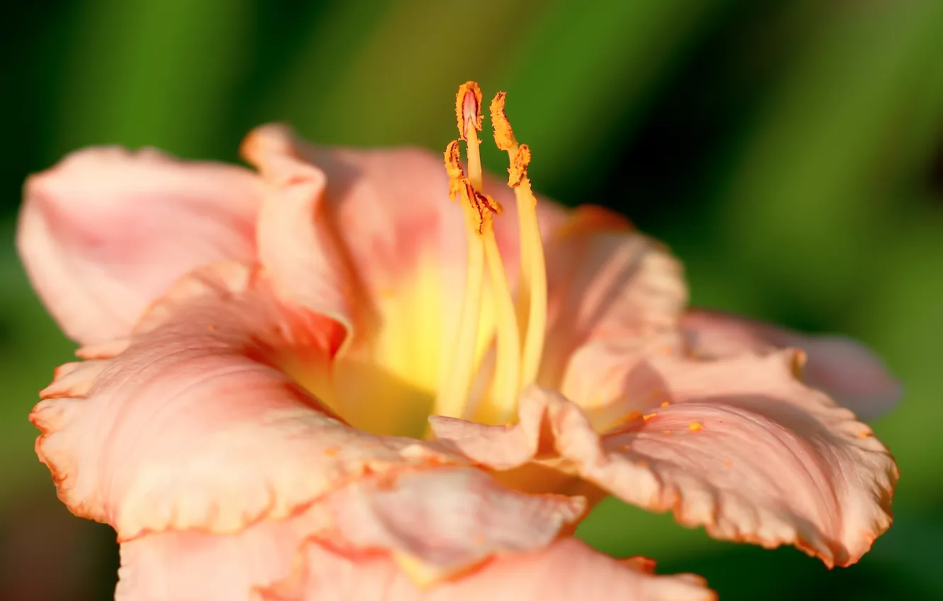 Photo wallpaper macro, flowers, nature, plant, stamens, daylilies