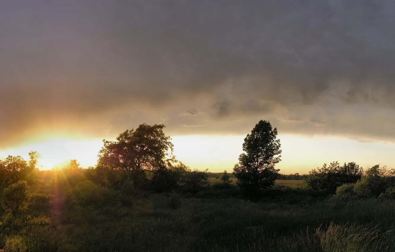 Photo wallpaper trees, landscape, nature, photo, widescreen