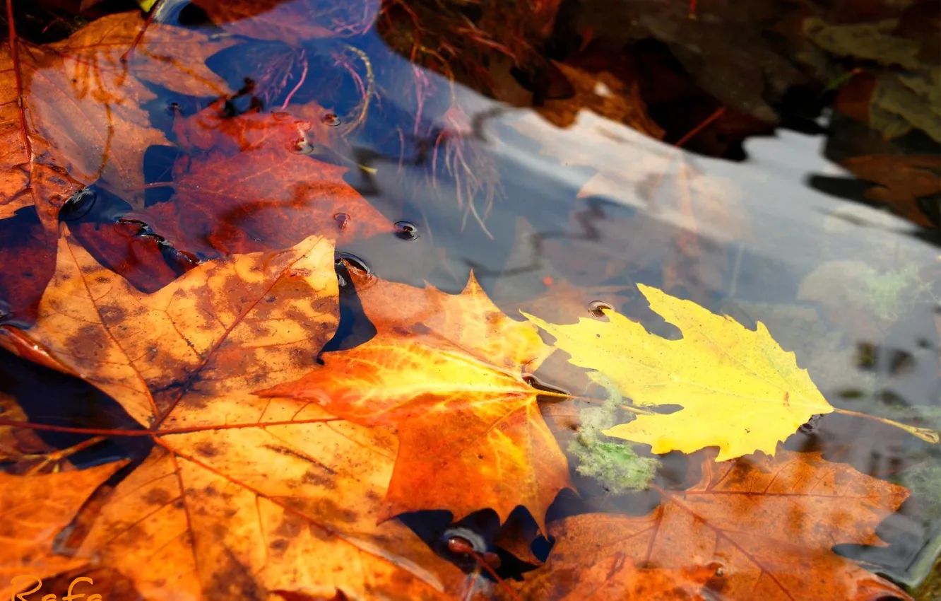 Photo wallpaper autumn, water, nature, foliage