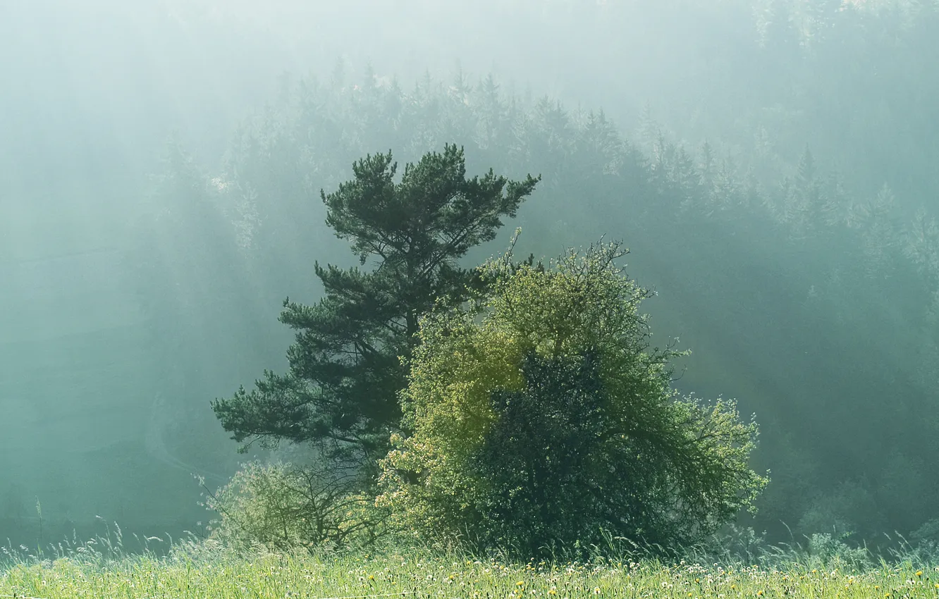 Photo wallpaper trees, nature, fog, morning, forest, trees in fog