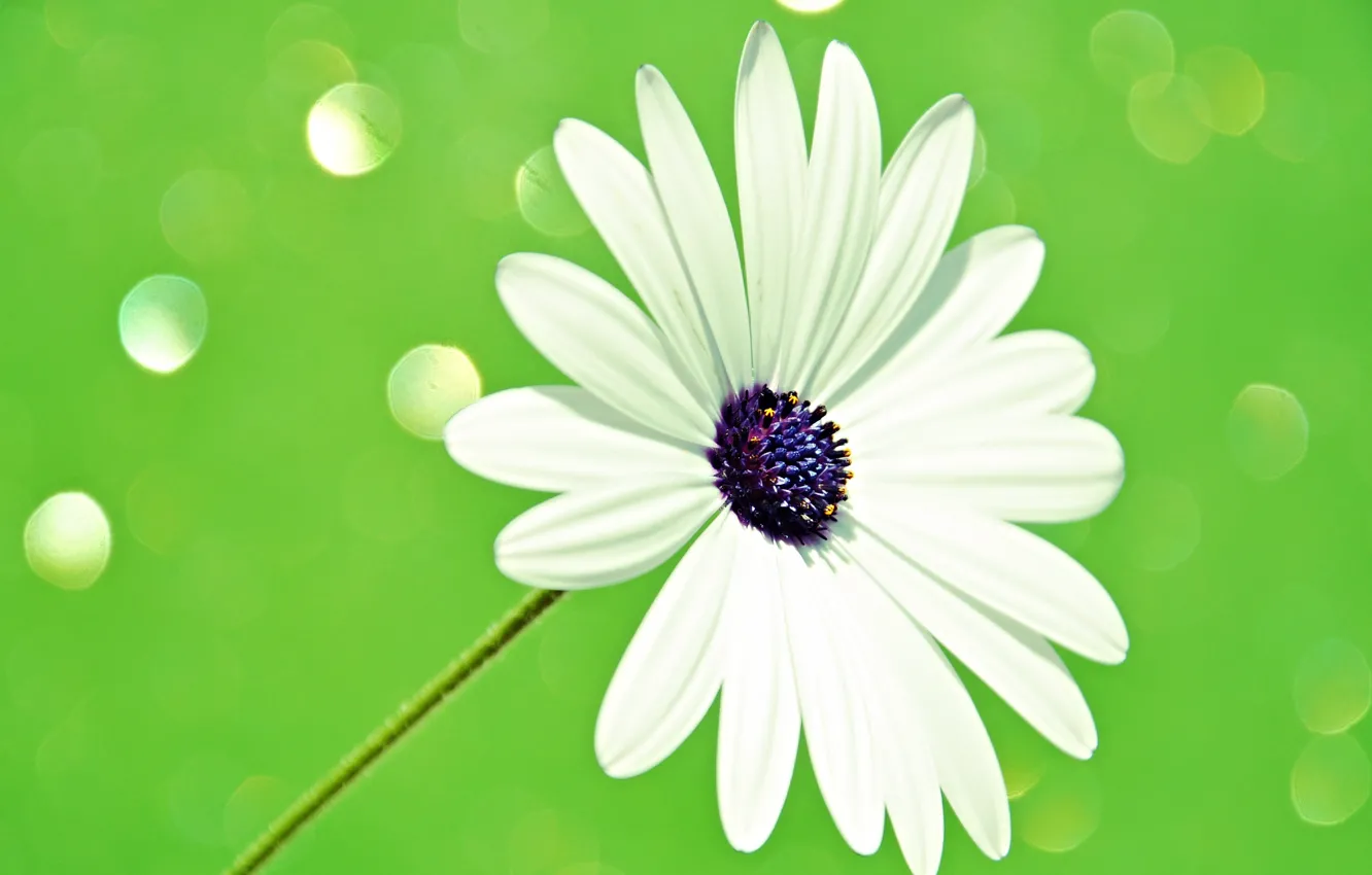 Photo wallpaper flower, light, petals, stem, Blik