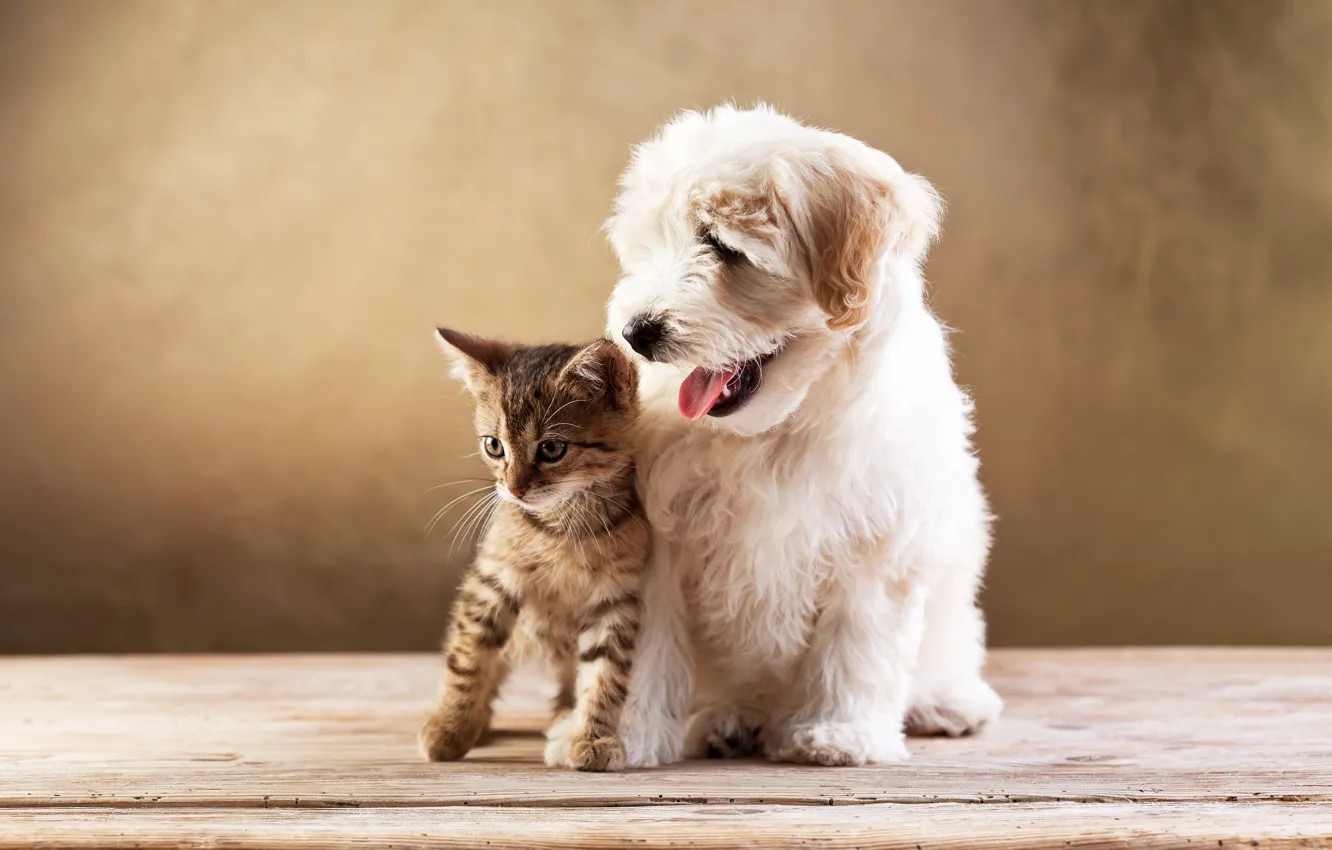 Photo wallpaper kitty, dog, friends, lapdog, kitten, cat, dog