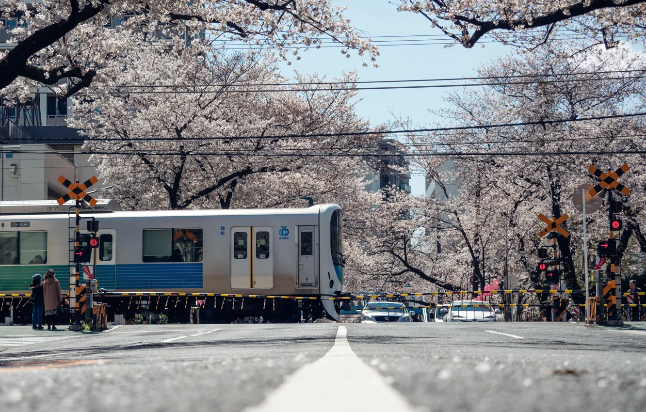Photo wallpaper The city, Spring, Sakura, Japan, Train, Railroad, Flowering, Moving