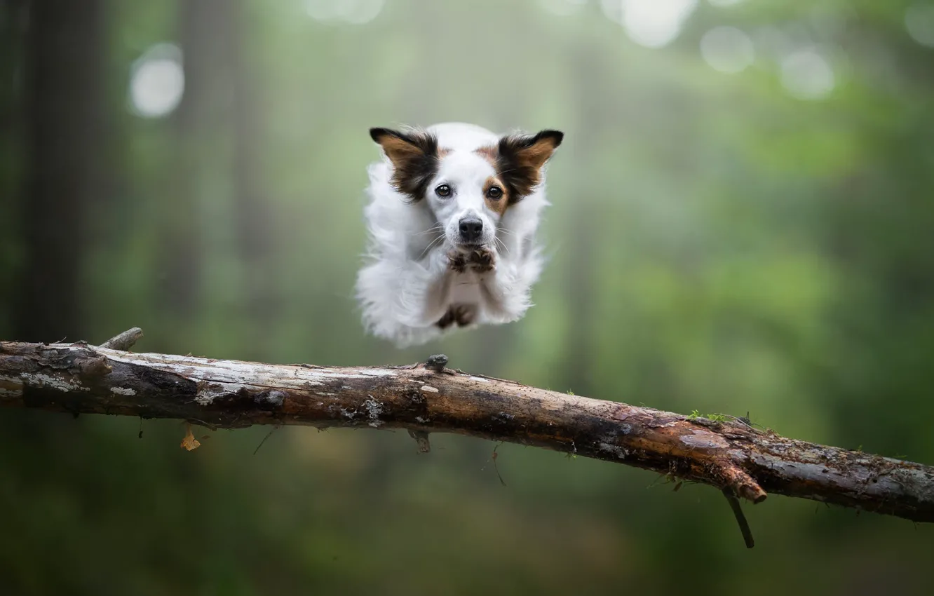 Photo wallpaper animal, fun, fast, jumping dog