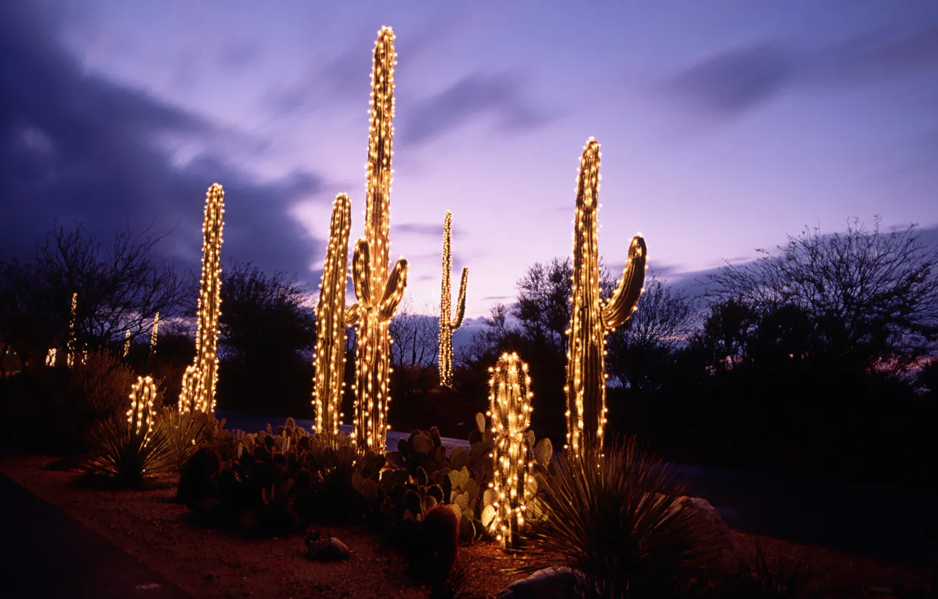 Photo wallpaper night, desert, cactus, garland, illumination