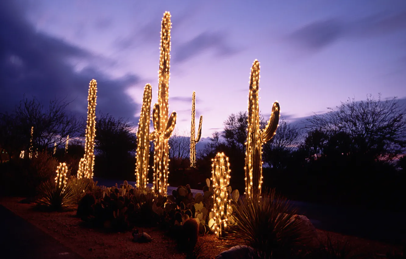 Photo wallpaper night, desert, cacti, garland, illumination