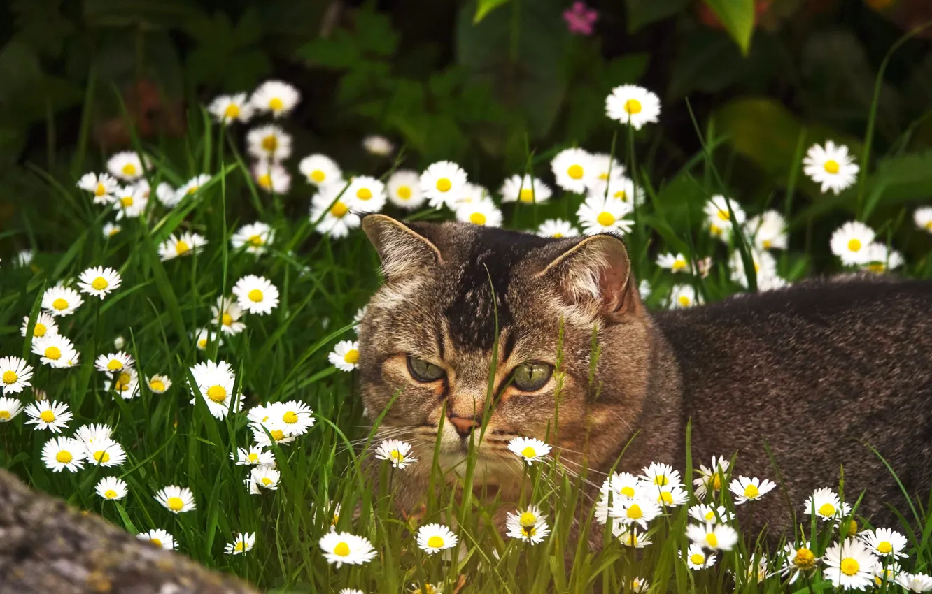 Photo wallpaper cat, summer, grass, cat, look, face, flowers, grey