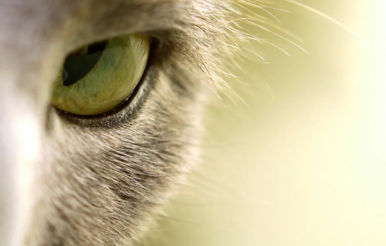 Photo wallpaper cat, eyes, macro