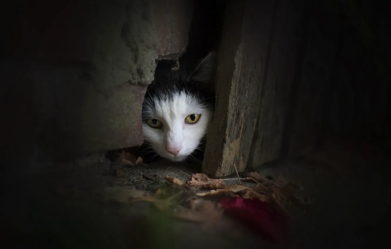 Photo wallpaper cat, look, the door