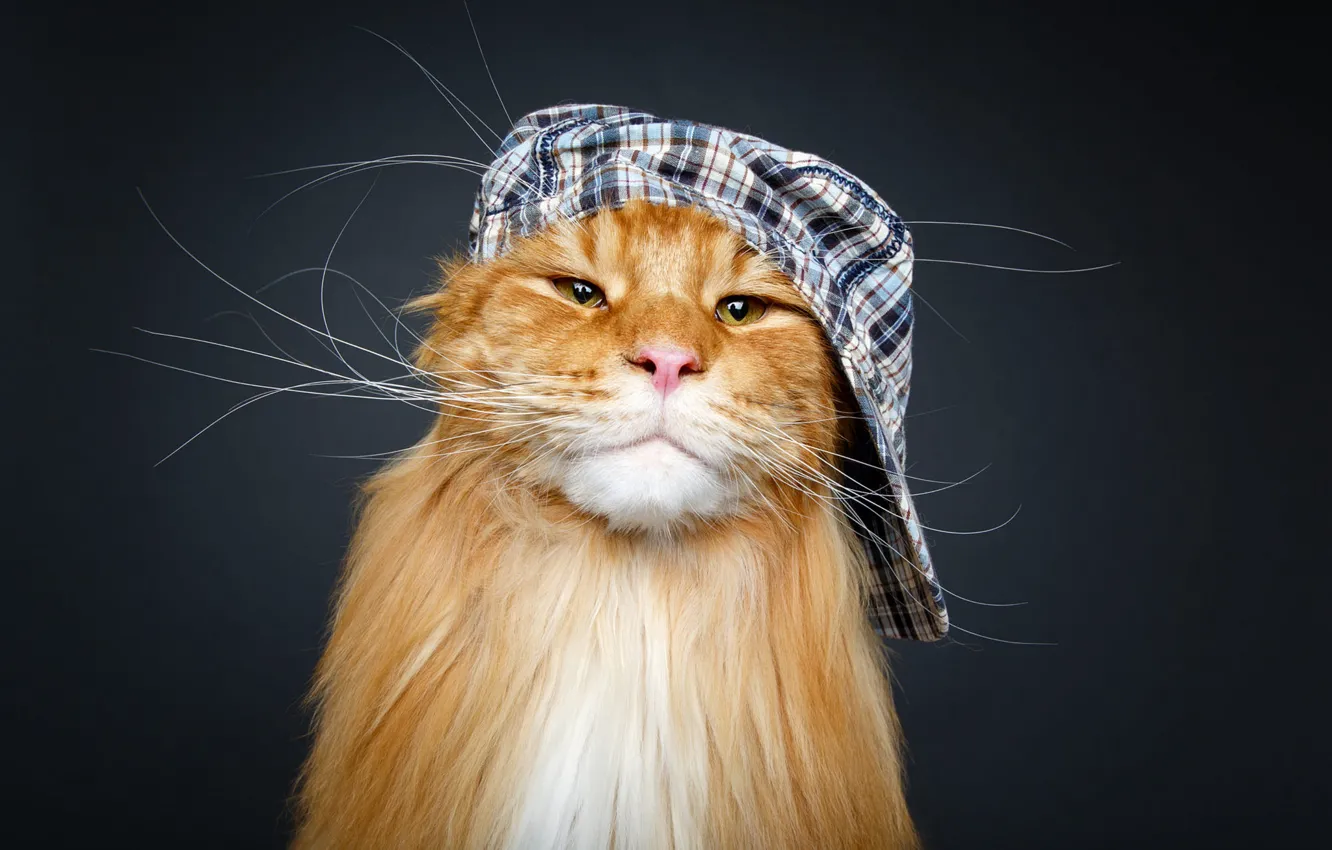Photo wallpaper cat, mustache, look, face, the dark background, background, portrait, cap