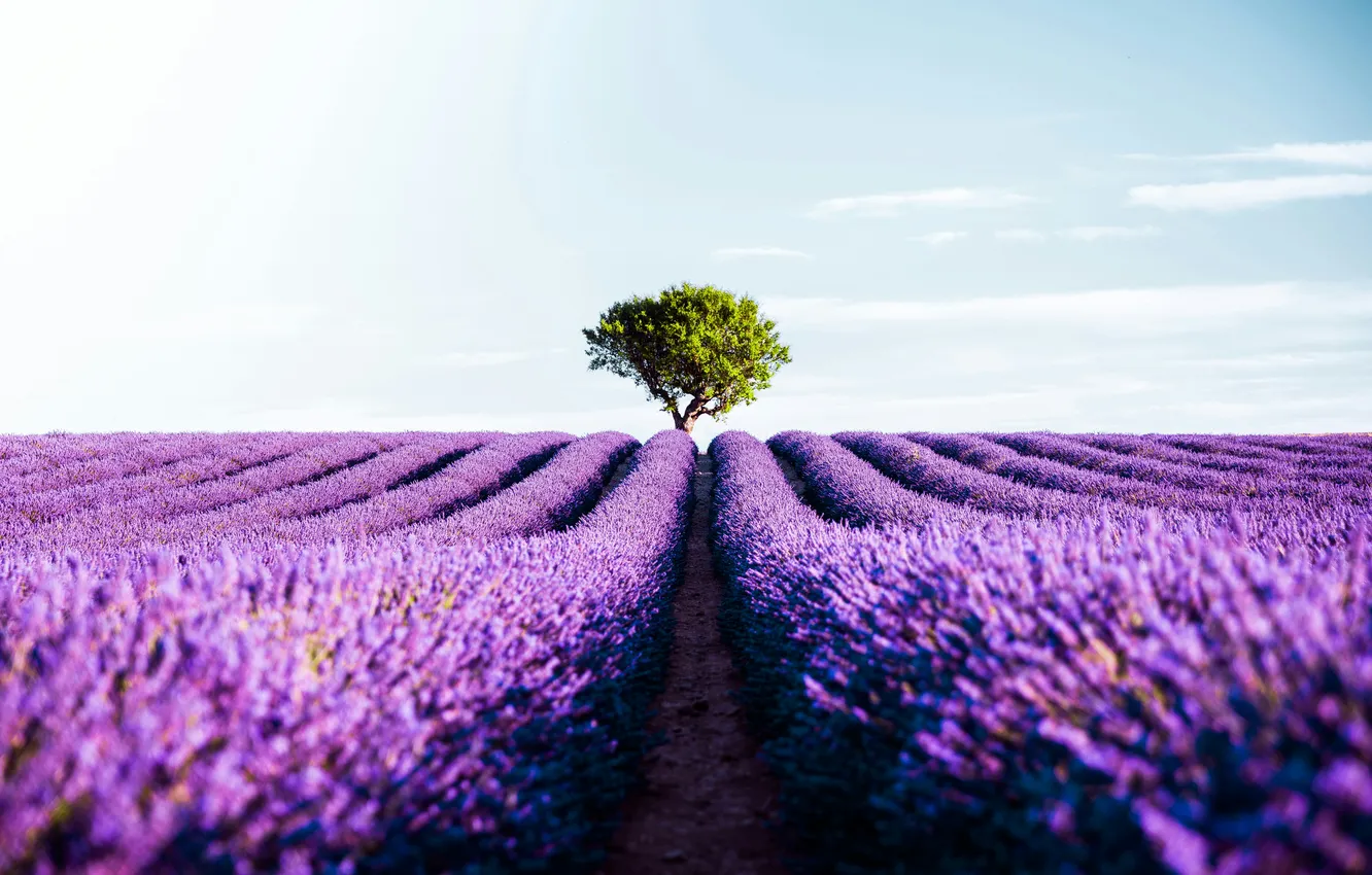 Photo wallpaper wallpaper, field, flowers, lavender, lavender field