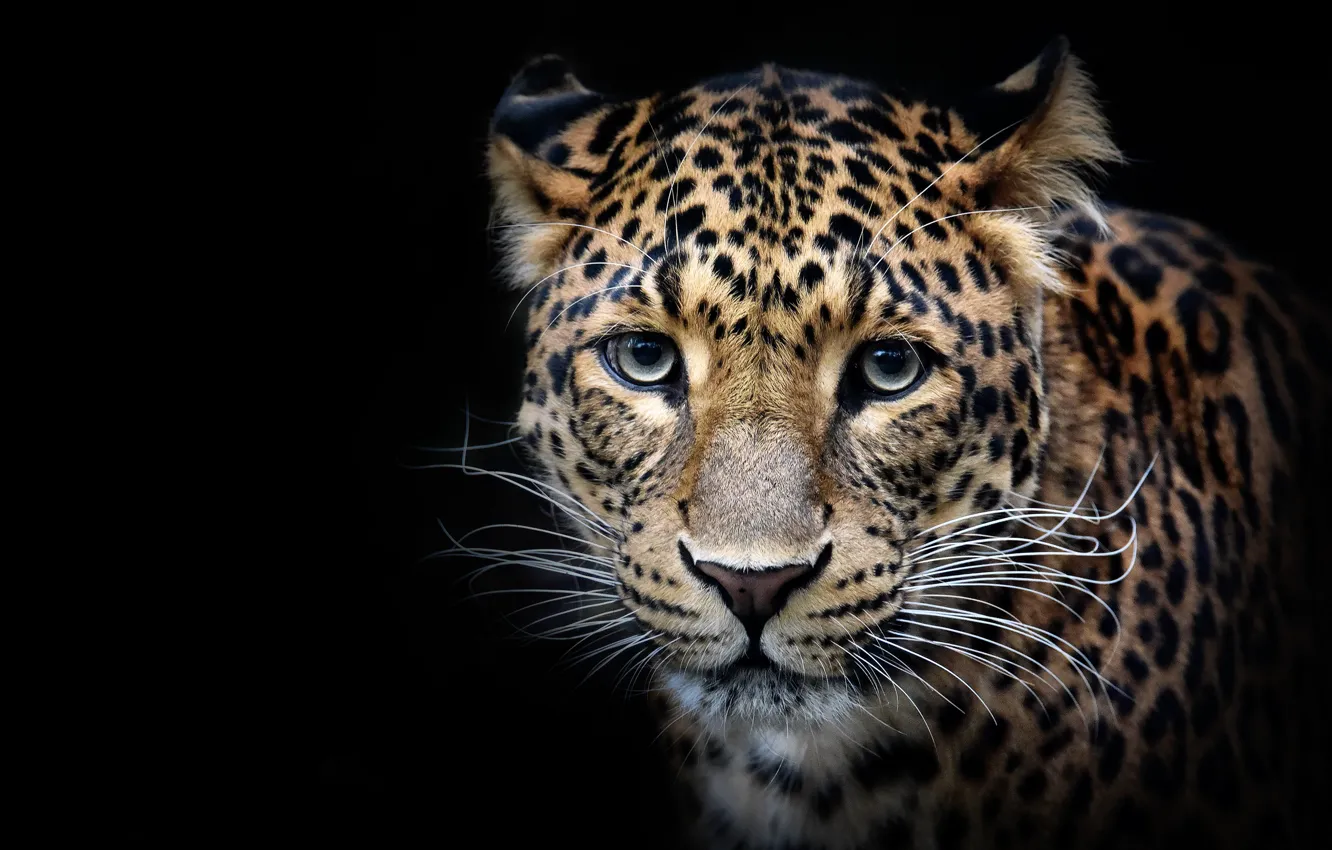 Photo wallpaper look, face, Leopard, portrait, predator, wild cat, black background