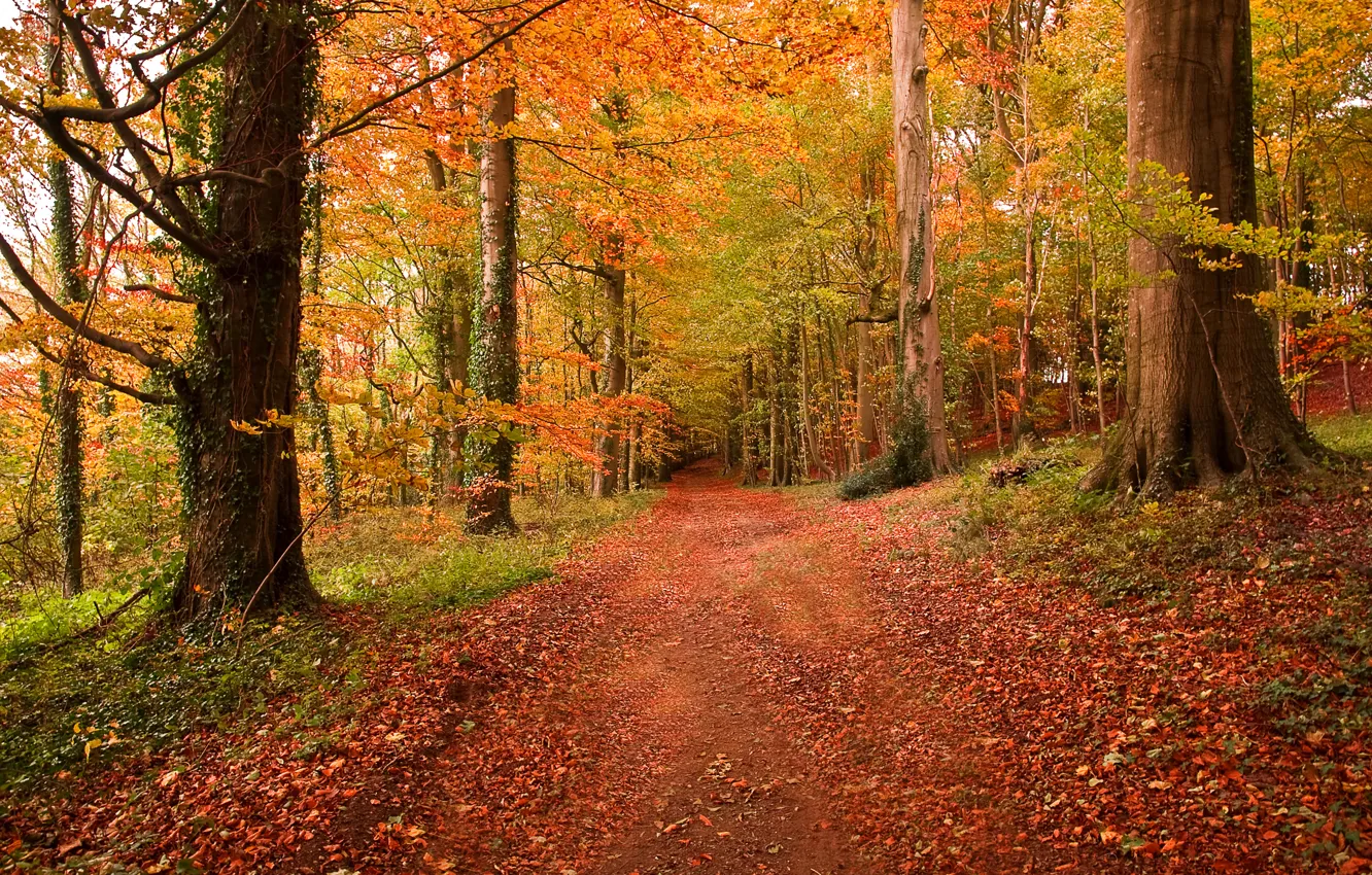 Photo wallpaper road, autumn, forest, leaves, trees