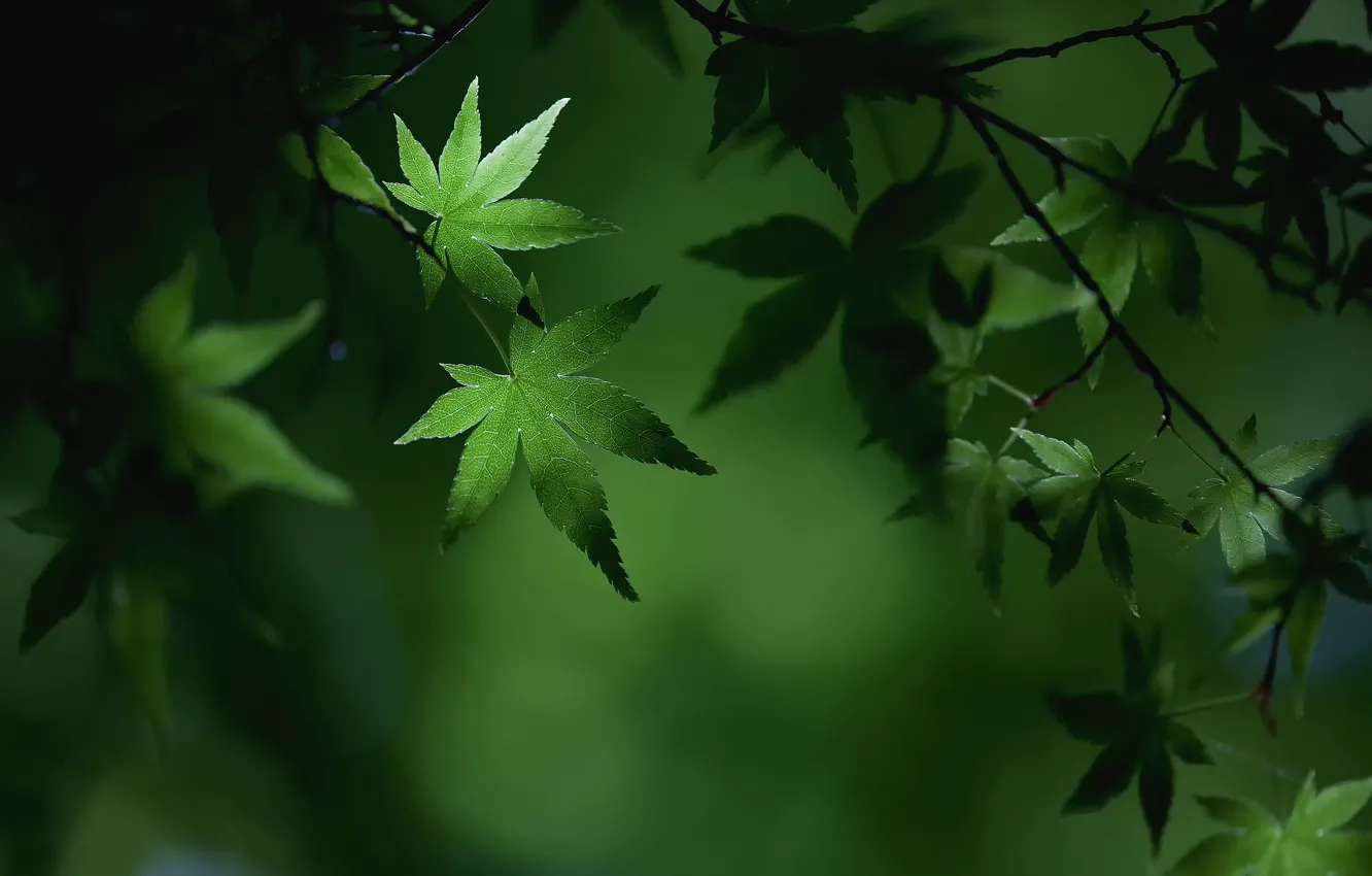 Photo wallpaper summer, macro, branches, foliage, maple