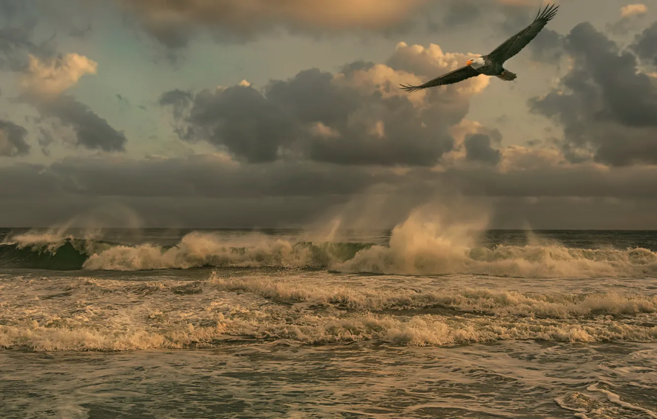 Photo wallpaper sea, wave, the sky, element, eagle