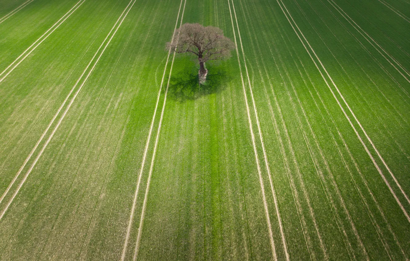 Photo wallpaper field, nature, tree