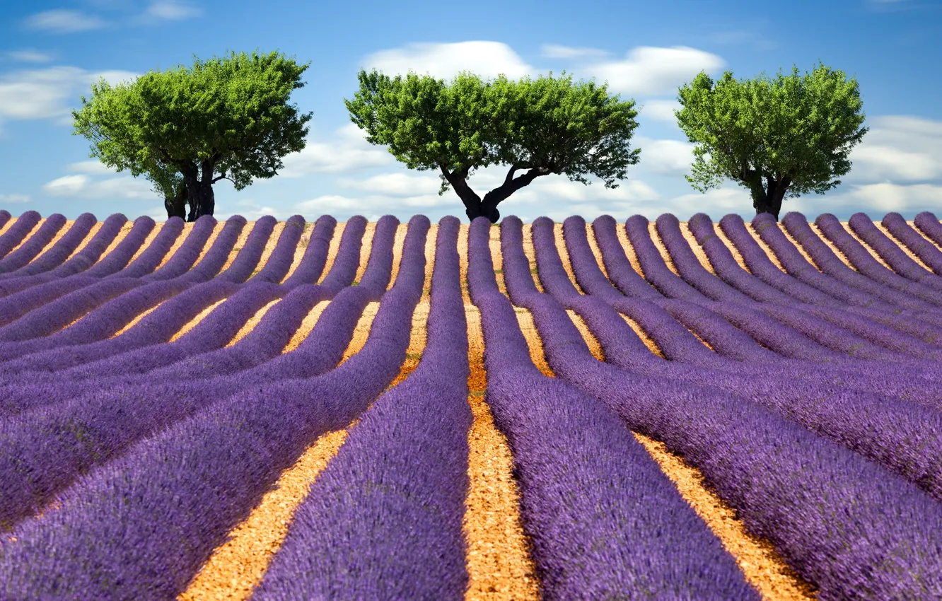 Photo wallpaper greens, field, summer, clouds, trees, landscape, flowers, nature