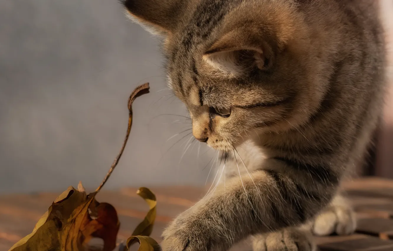 Photo wallpaper legs, muzzle, tabby cat, play, dry leaf