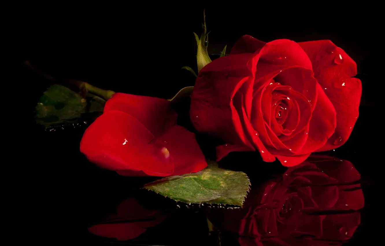 Photo wallpaper drops, red, roses, petals